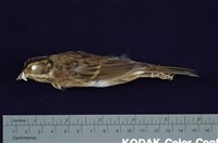 藏品(白眉鵐)的圖片